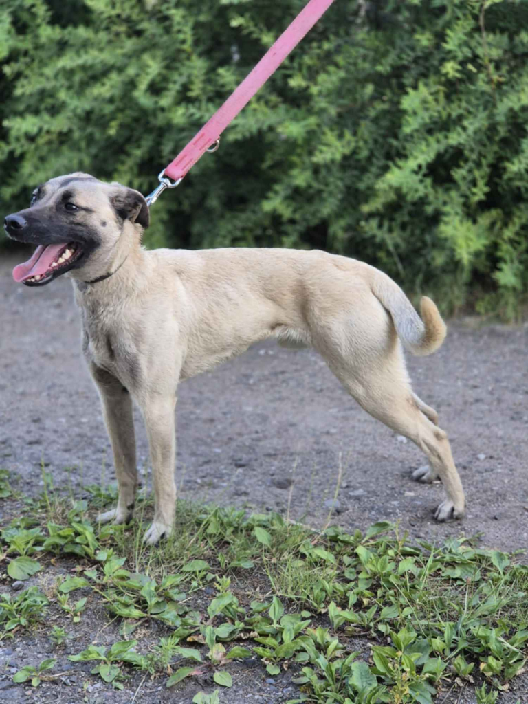 Bianko - domowy psiak zamknięty w piwnicy, pomocy! Olsztyn - zdjęcie 2