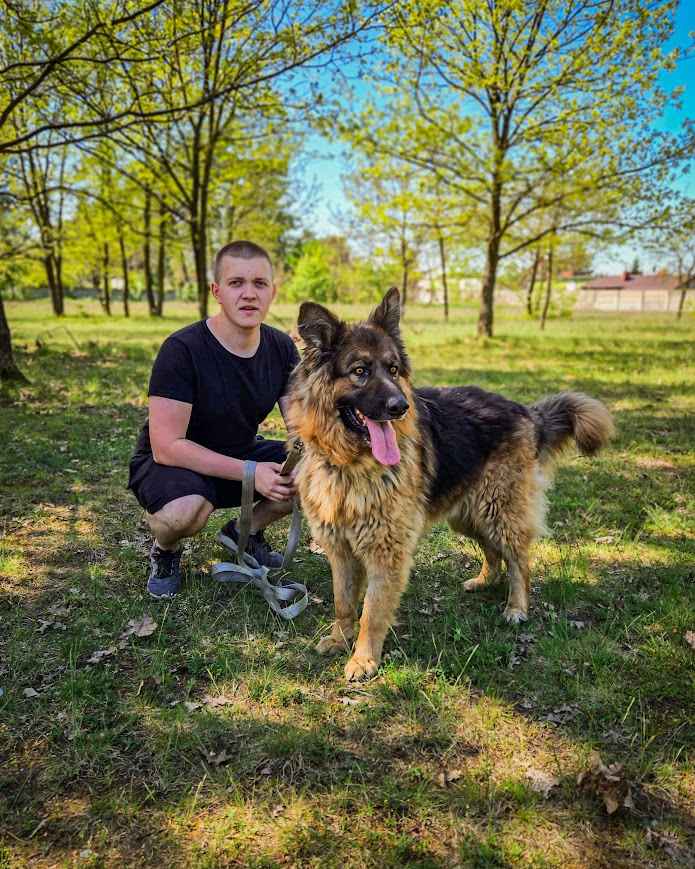 Niesamowicie piękny, charakterny pies szuka doświadczonego opiekuna! Białołęka - zdjęcie 12