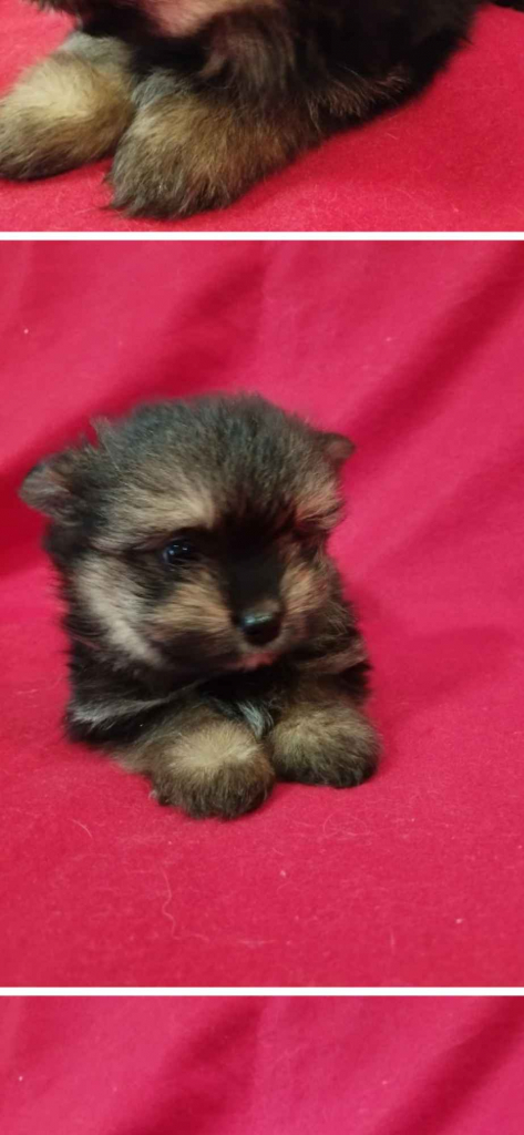 Szczeniaki Mieszańce szpica z yorkiem Wrocki - zdjęcie 5