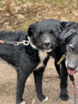 Dwa psy do wspólnej adopcji - Tata i Syn - nie pozwólmy ich rozdzielić Oborniki - zdjęcie 9