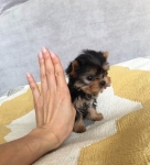 Szczenięta Yorkshire terrier miniaturowe dostępne już teraz. Gdynia - zdjęcie 2