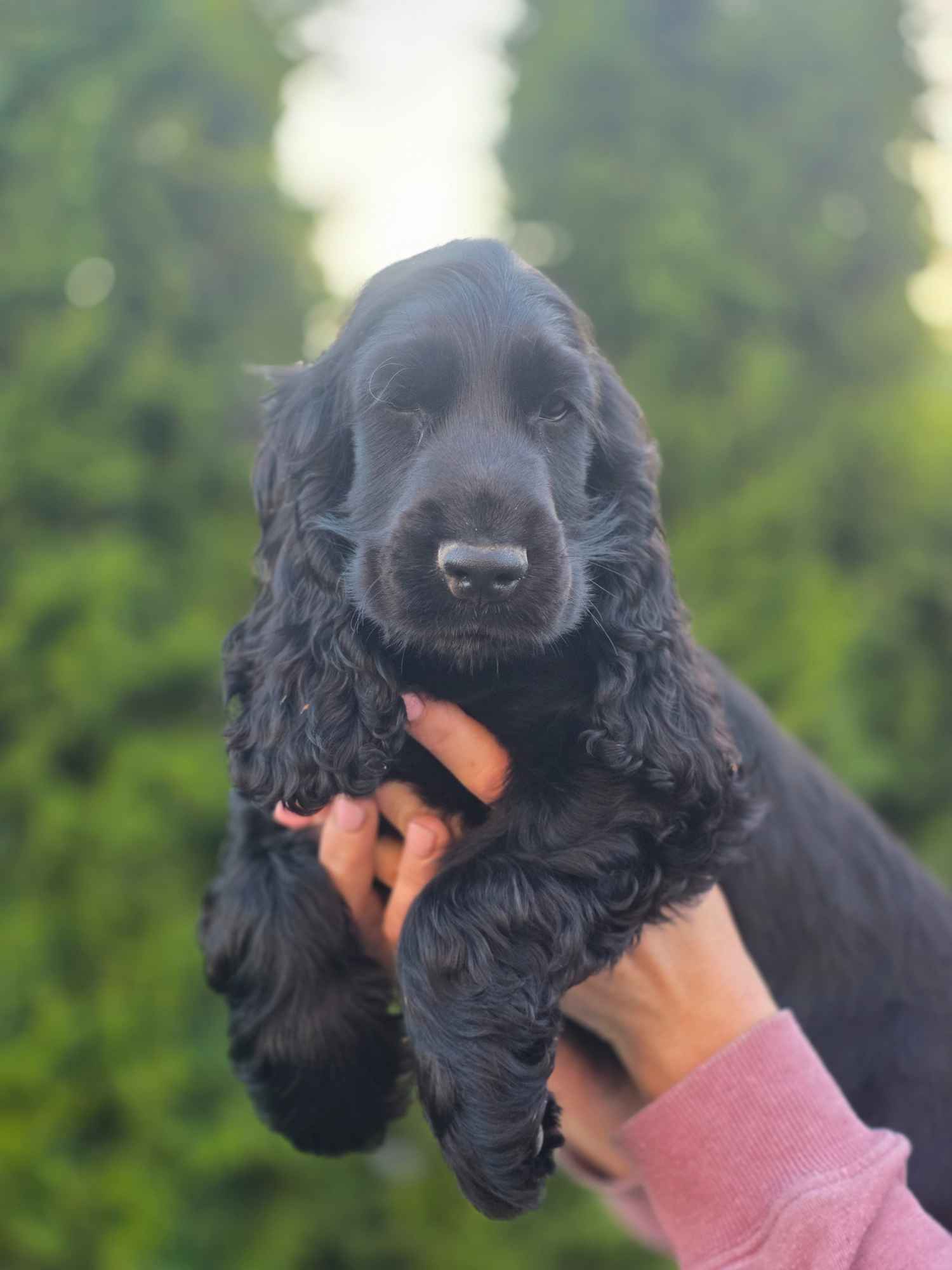Cocker Spaniel Angielski czarne!!! Goliszew - zdjęcie 1
