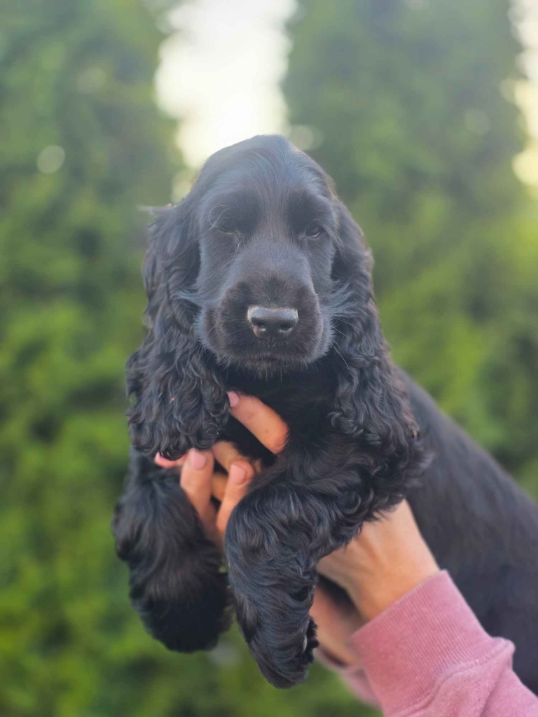 Cocker Spaniel Angielski czarne!!! Goliszew - zdjęcie 1