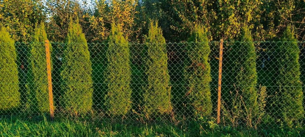 Tuje szmaragdowe 180 cm - 65 sztuk sprzedam Szczucin - zdjęcie 3