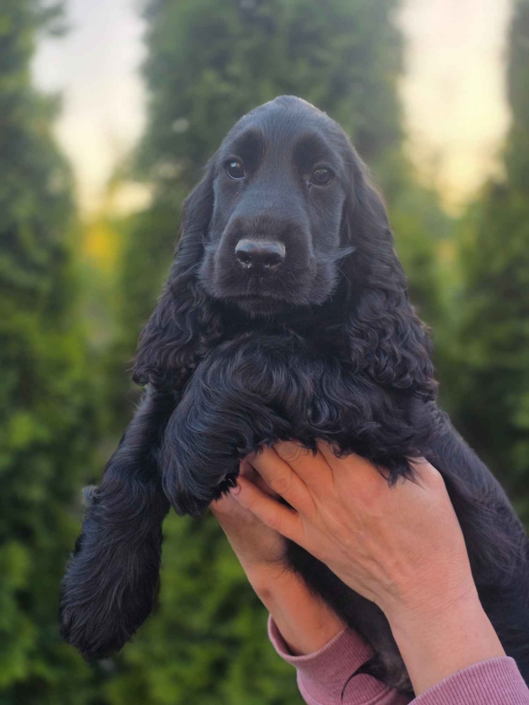 Cocker Spaniel Angielski czarne!!! Goliszew - zdjęcie 3