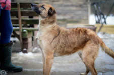 Sonia - przyjazna, łagodna suczka szuka domu! Olsztyn - zdjęcie 2