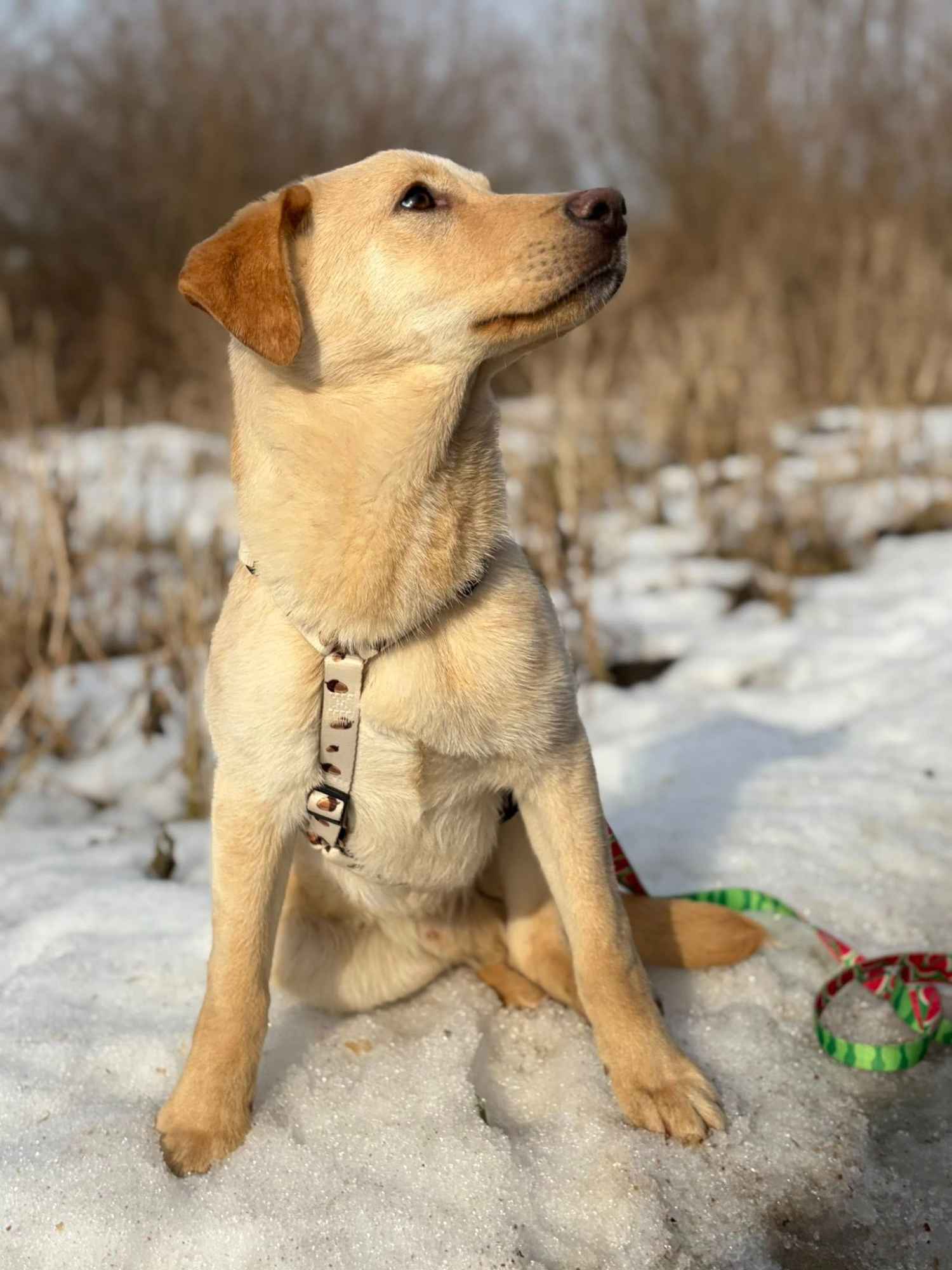 Goldi - wesoły szczeniak w typie labradora Olsztyn - zdjęcie 4