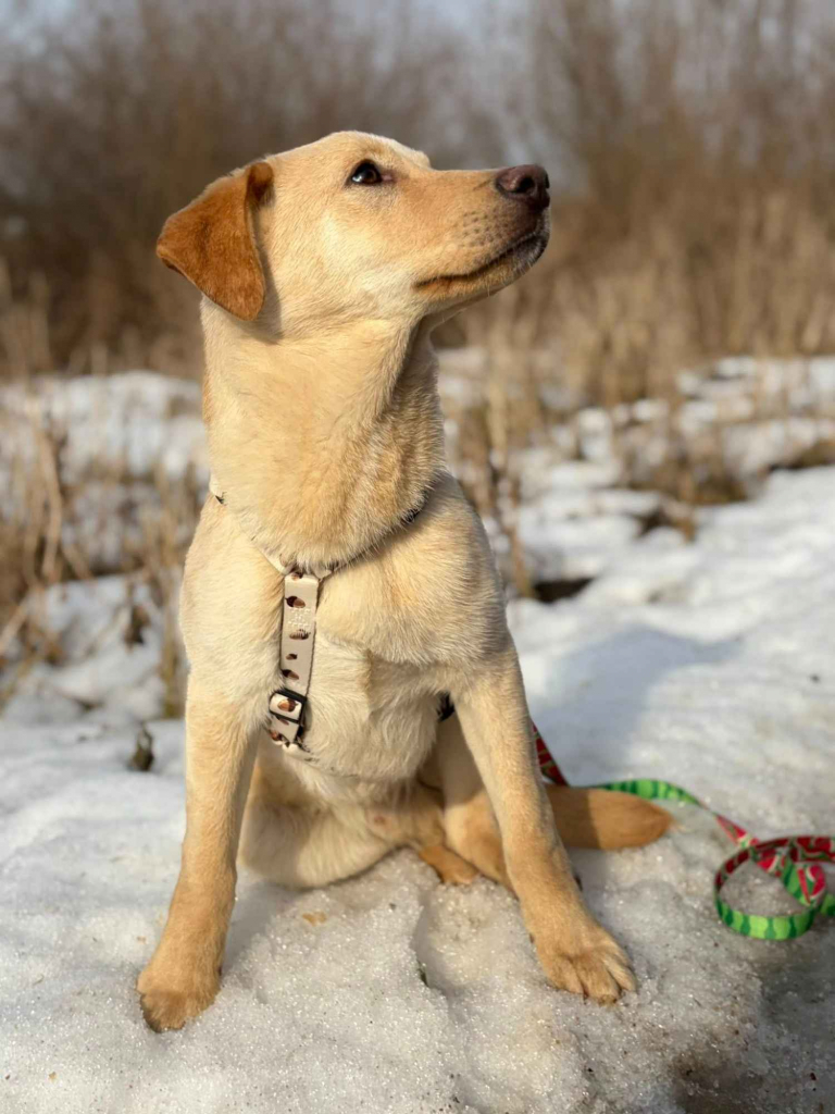 Goldi - wesoły szczeniak w typie labradora Olsztyn - zdjęcie 4