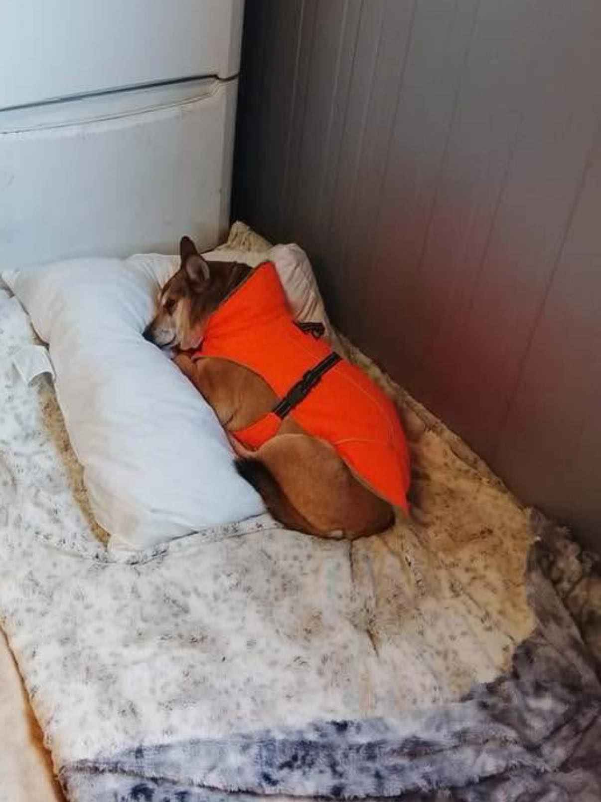 Cudowna Helcia, delikatna, wrażliwa sunia Olsztyn - zdjęcie 3