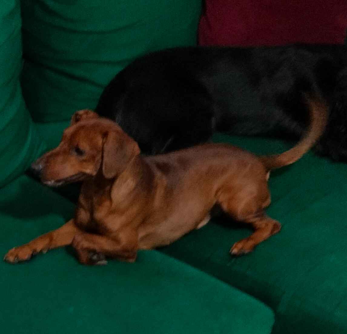 Pinczer miniaturowy z metryką FCI - rodowód ZKwP Wilda - zdjęcie 11