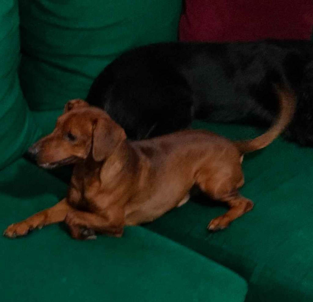 Pinczer miniaturowy z metryką FCI - rodowód ZKwP Wilda - zdjęcie 11