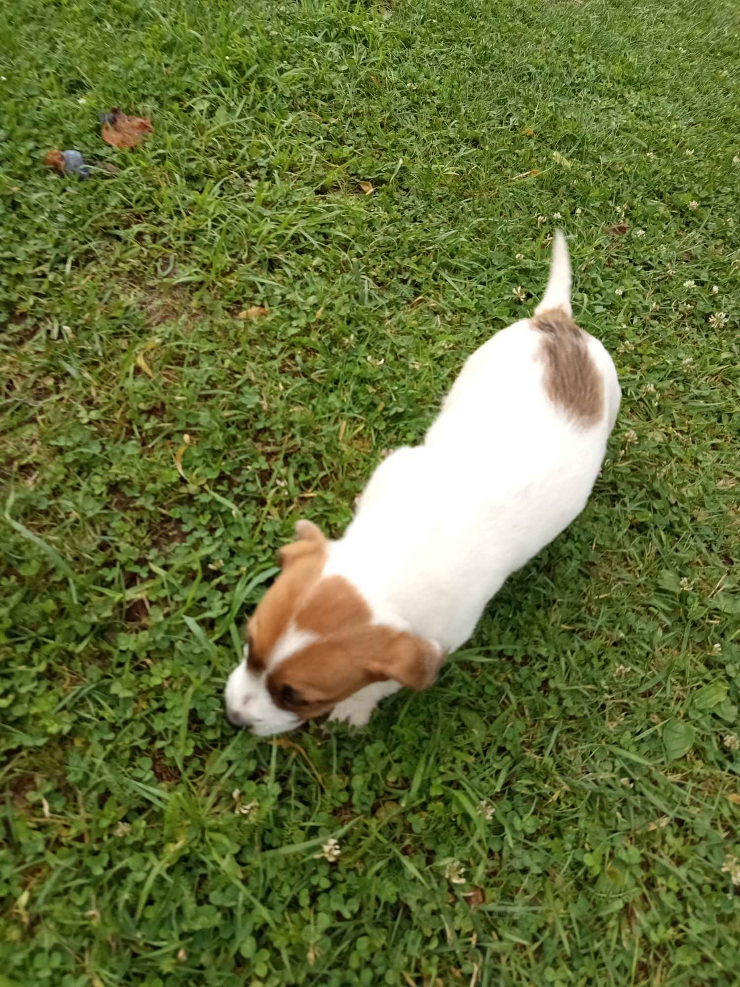 Jack Russell terrier szczenięta Prudnik - zdjęcie 4