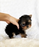 Szczenięta Yorkshire terrier miniaturowe dostępne już teraz. Bałuty - zdjęcie 3