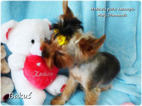 Yorkshire Terrier York piesek Bakuś szczeniaczek 8-miesięcy Rodowód Żary - zdjęcie 5