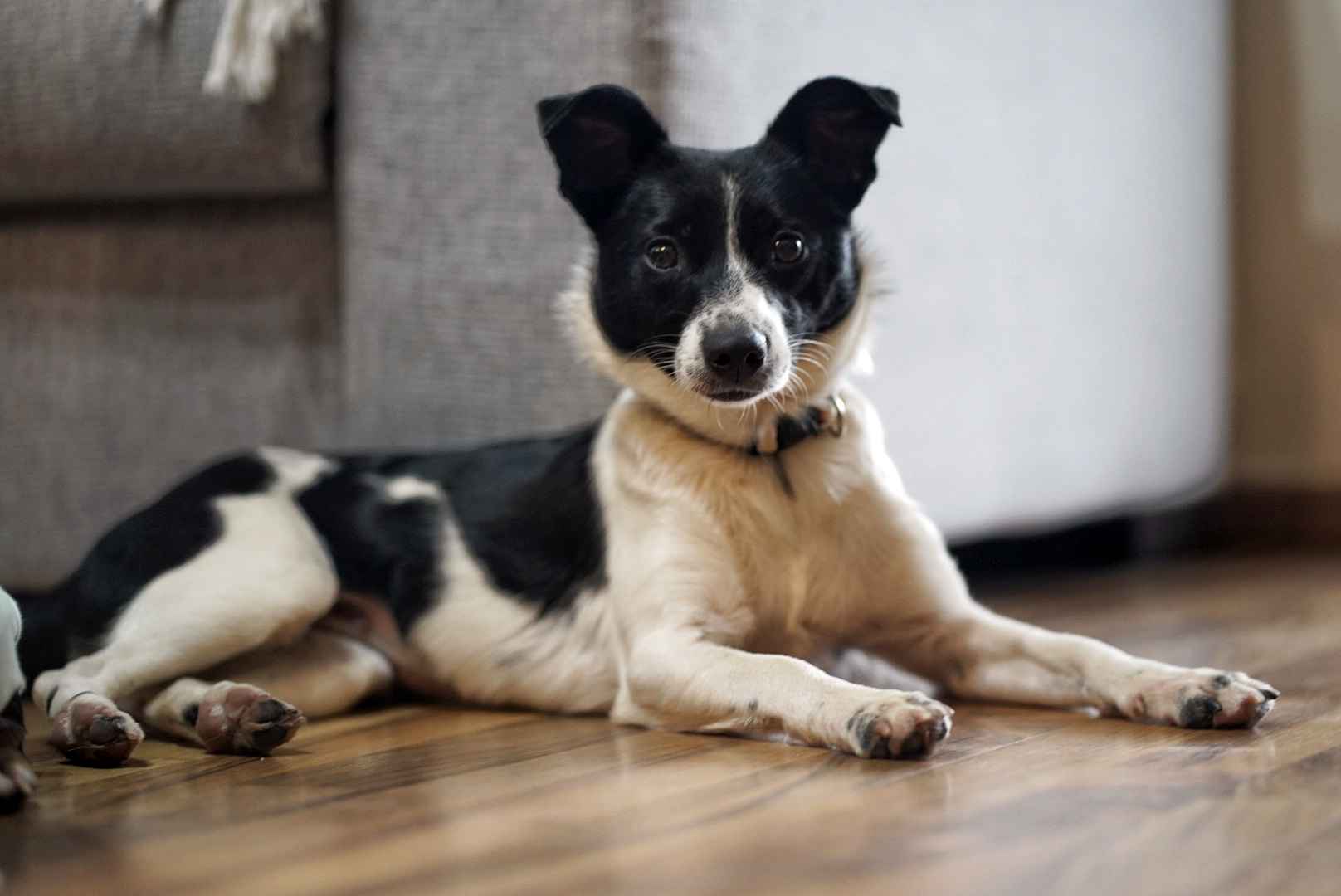 Dwie nakolankowe, domowe, wesołe sunieczki! Olsztyn - zdjęcie 3