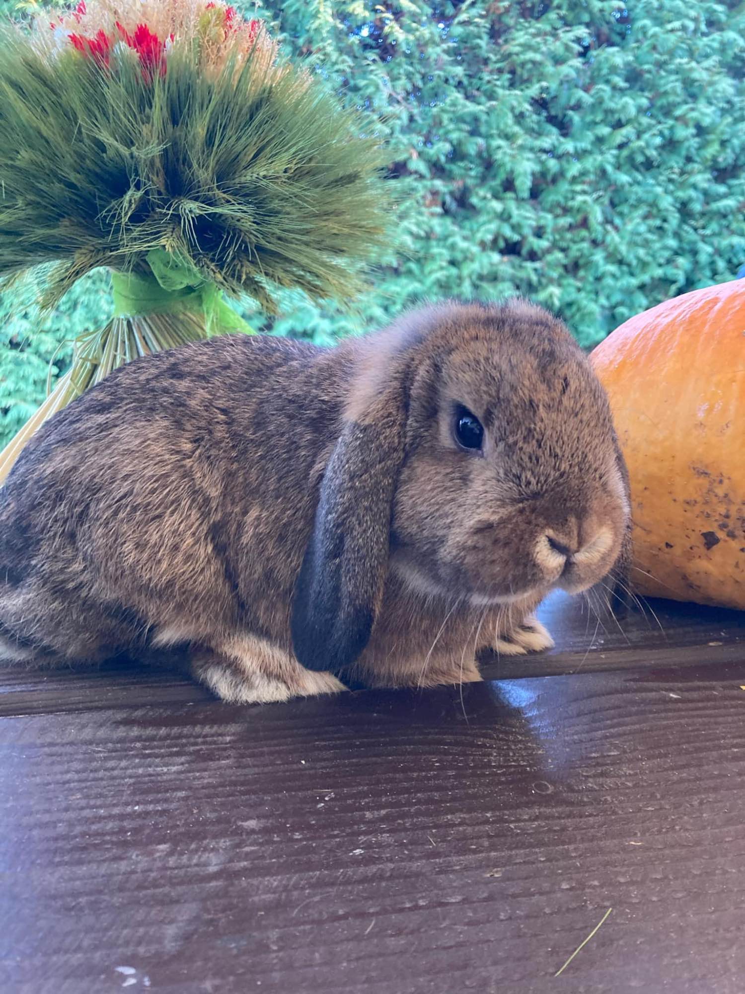 Króliki Mini Lop Jaśliska - zdjęcie 1