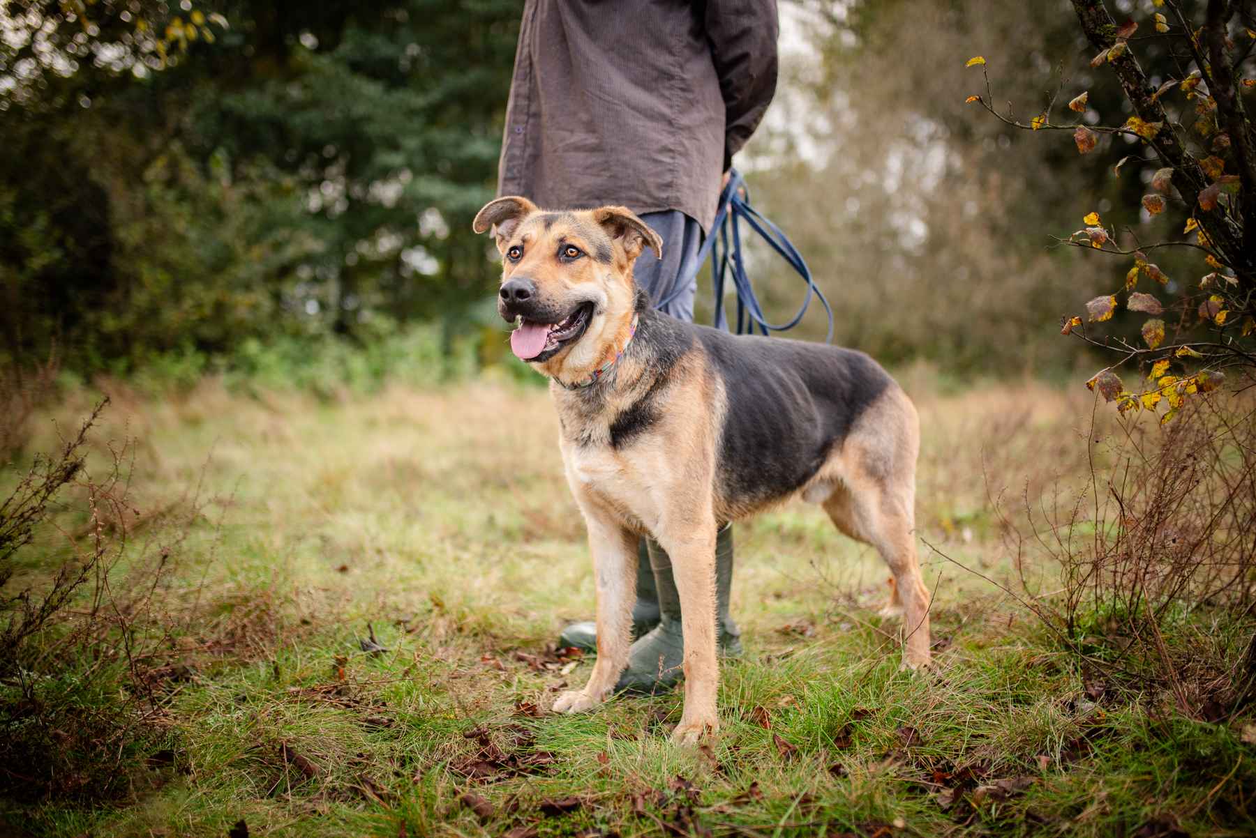 Magnus - młodziutki, wesoły, przyjazny psiak! Olsztyn - zdjęcie 2