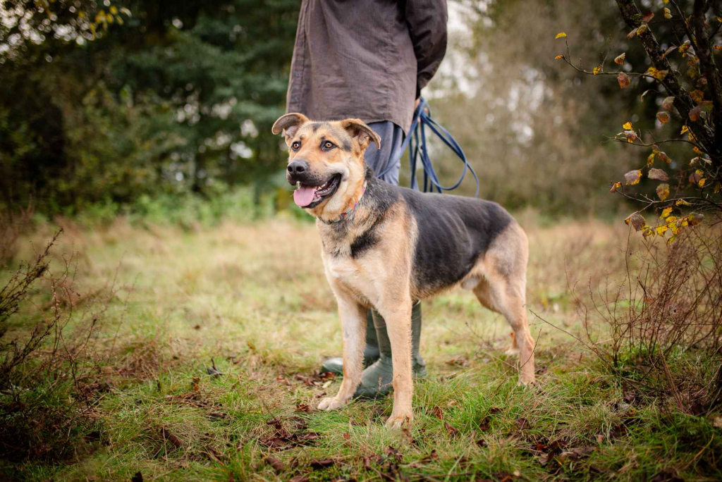 Magnus - młodziutki, wesoły, przyjazny psiak! Olsztyn - zdjęcie 2