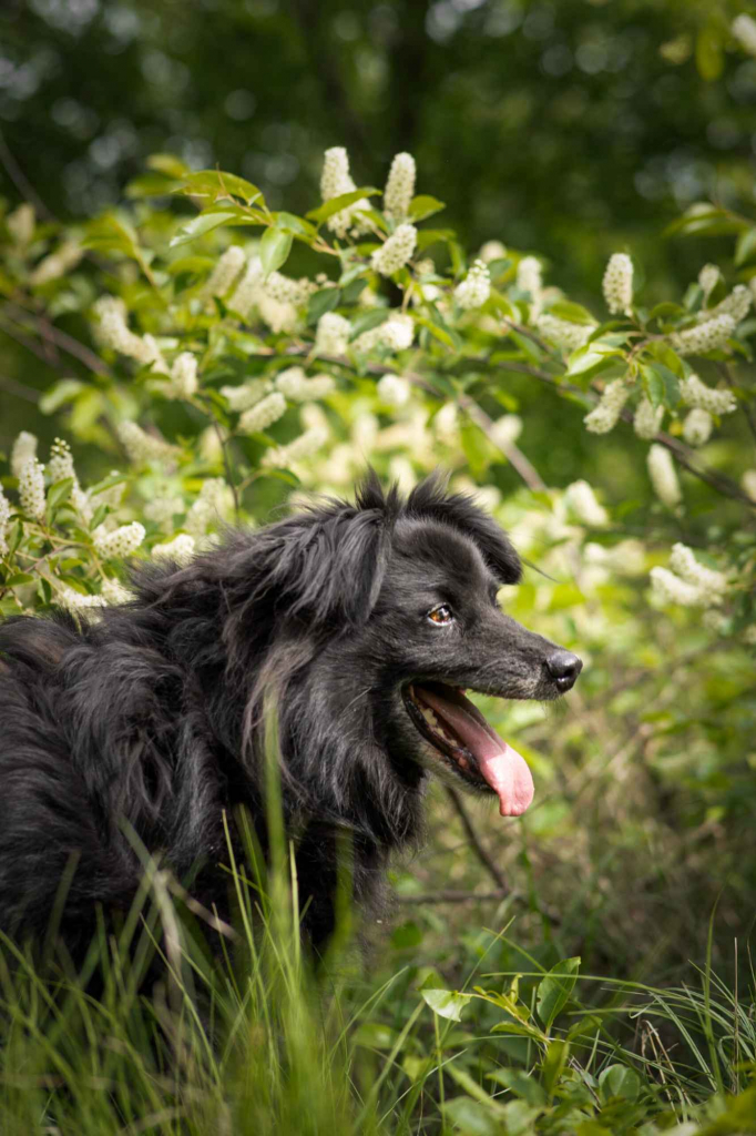 Piękny Leopold, uratuj go zza krat! Olsztyn - zdjęcie 6