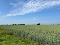 Cztery działki budowalne w spokojnej okolicy! Gortatowo - zdjęcie 2