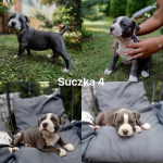 Blue Amstaff American Staffordshire Terrier - szczeniaki z rodowodem. Radom - zdjęcie 8