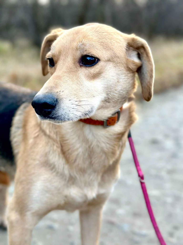 Kira - łagodna, przyjazna sunia BŁAGA o dom! Olsztyn - zdjęcie 1