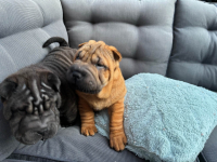 shar pei szczenieta FCI rodowodowe domowa hodowla słoneczne niebo Bielany - zdjęcie 2