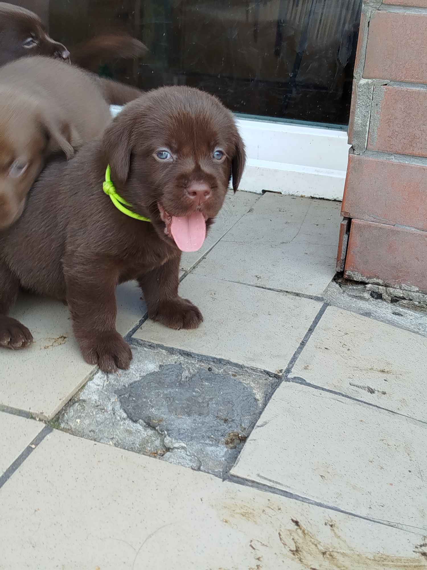 Labrador retriever czekoladowe rodowodowe Pęgów - zdjęcie 1