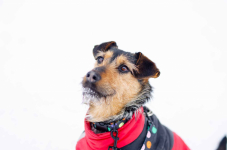 Roxi - młoda, niekonfliktowa, niewielka suczka