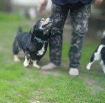 Minihusky, miastowy, wychowany CORGI mix Olsztyn - zdjęcie 3