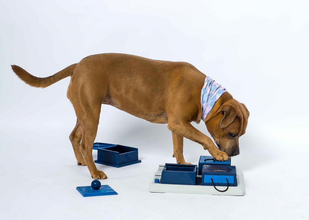 Fotografia studyjna z ulubionym zwierzakiem Wieliczka - zdjęcie 7