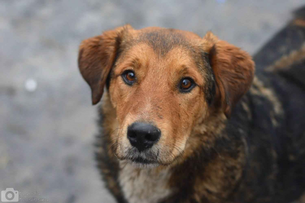 Kapral - przyjazny, wesoły psiak szuka domu! Olsztyn - zdjęcie 4