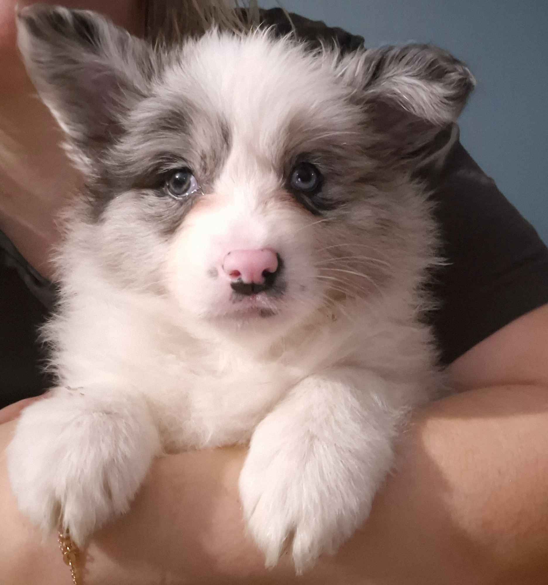 Border coliie ZKwP FCI Łobżenica - zdjęcie 3