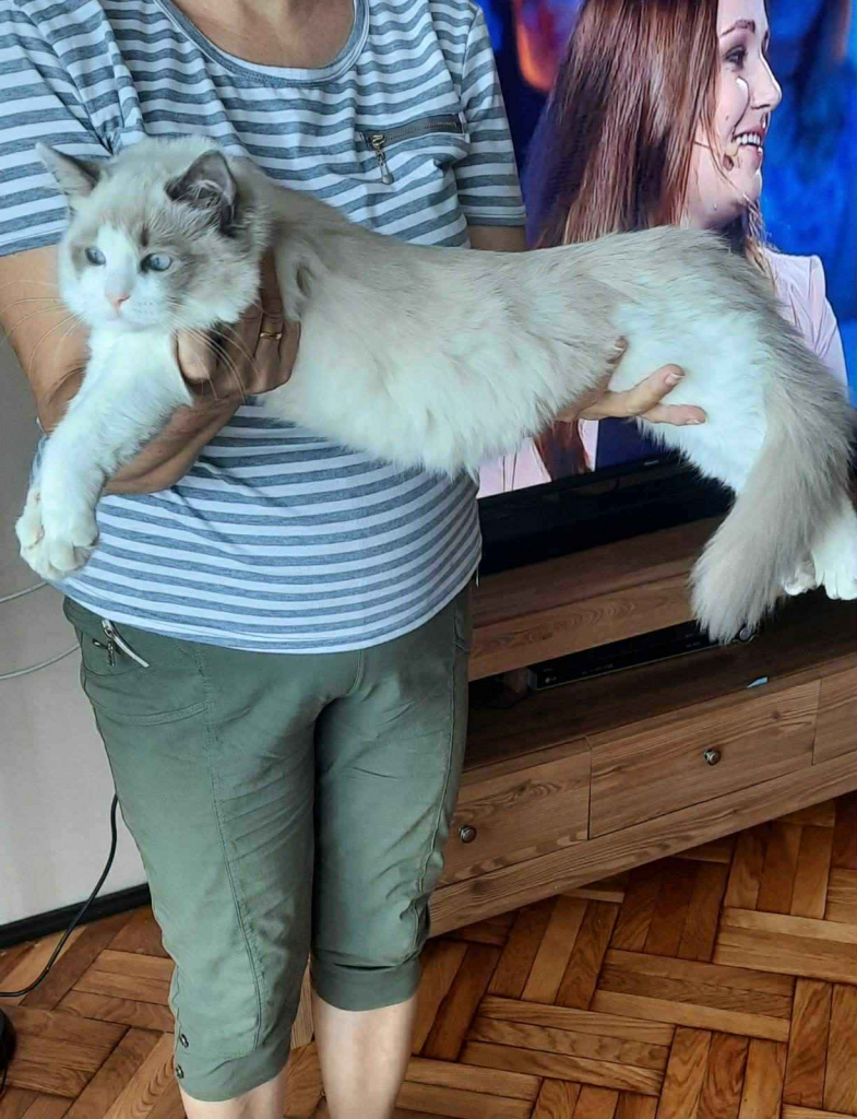 Sprzedam kota rasy Ragdoll FPL/FIFE Wieluń - zdjęcie 4