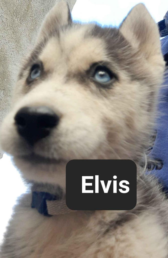Pieski syberiany husky Reda - zdjęcie 1