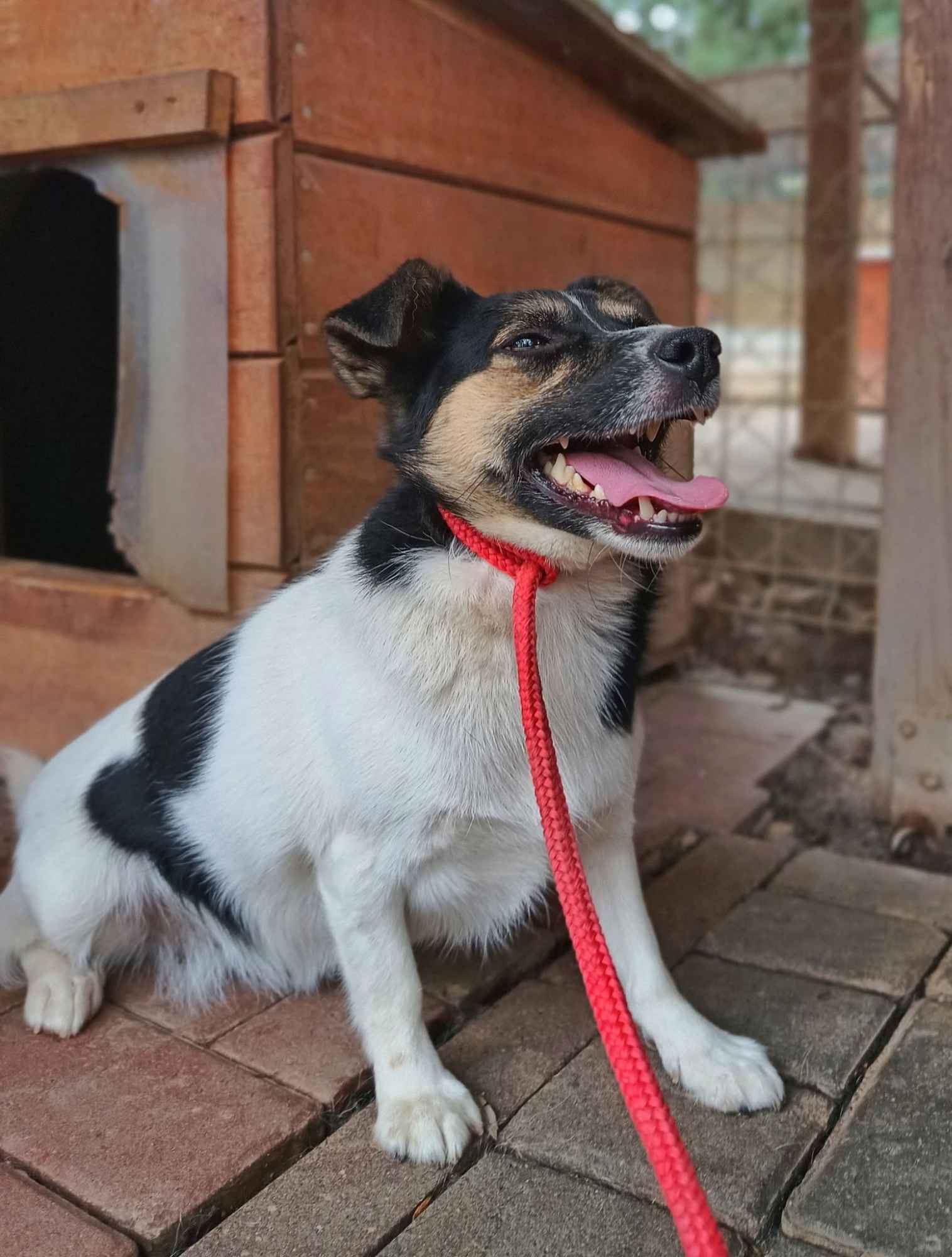 Suzi - maleńka sunia pilnie szuka domu Olsztyn - zdjęcie 2