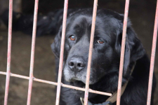 Turbo kontaktowy, piękny pies w typie labradora szuka kochającego domu Polesie - zdjęcie 6