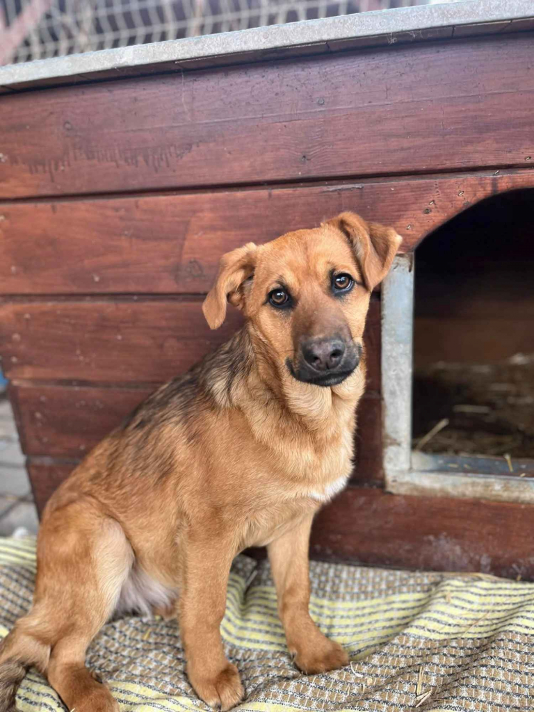 Elois - 6 miesięczna, przyjazna sunia SZCZENIAK Olsztyn - zdjęcie 3