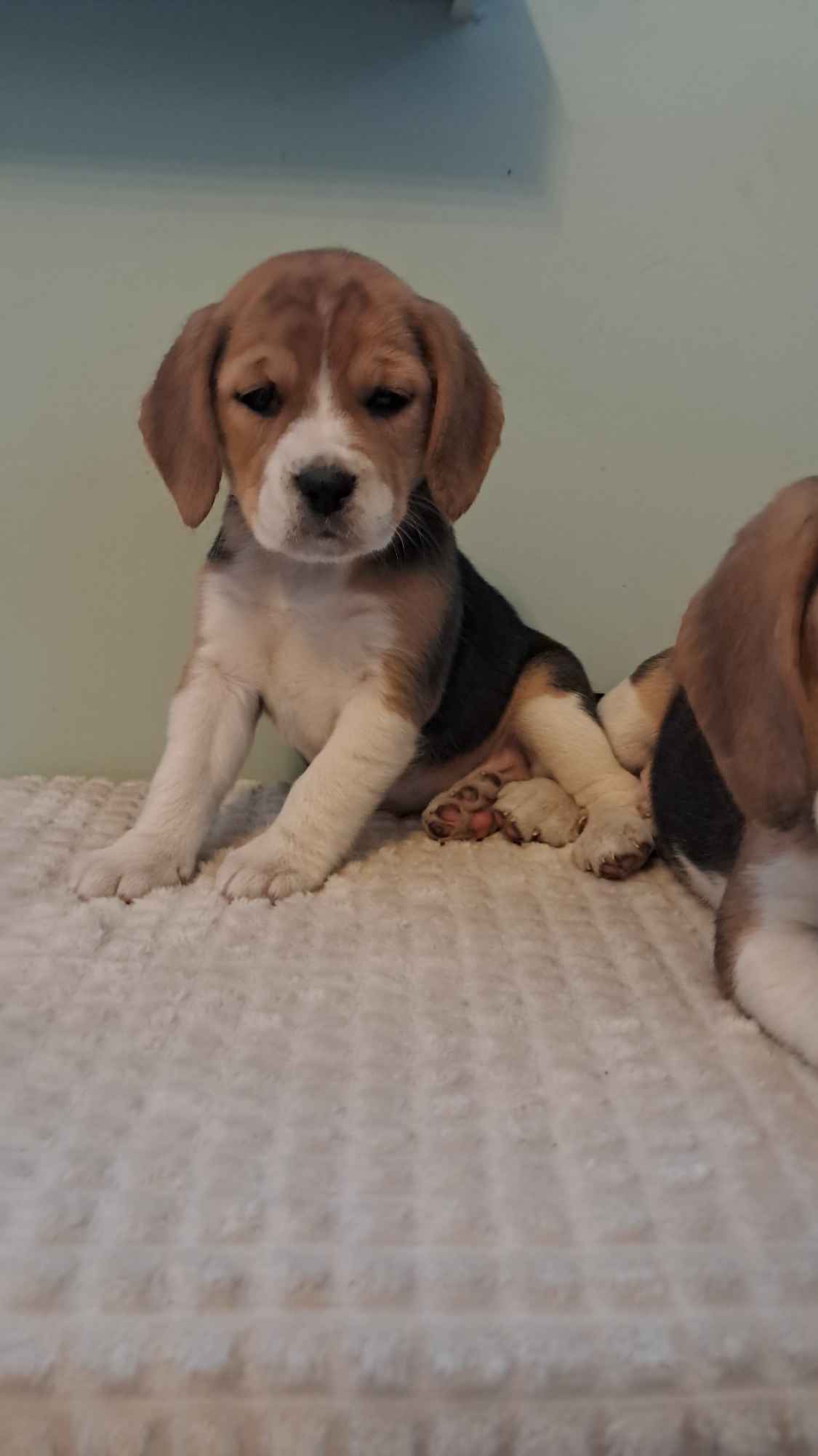 Beagle na sprzedaż Bielsk Podlaski - zdjęcie 4