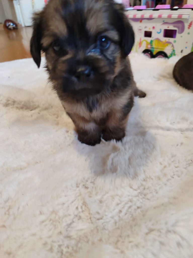 Sprzedam śliczne pieski i suczki Legnica - zdjęcie 1