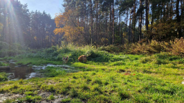 szukam domu dla dwójki piesków Białołęka - zdjęcie 2