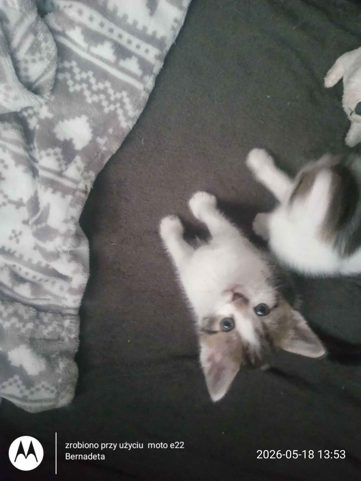 Oddam kotki Pruchnik - zdjęcie 6