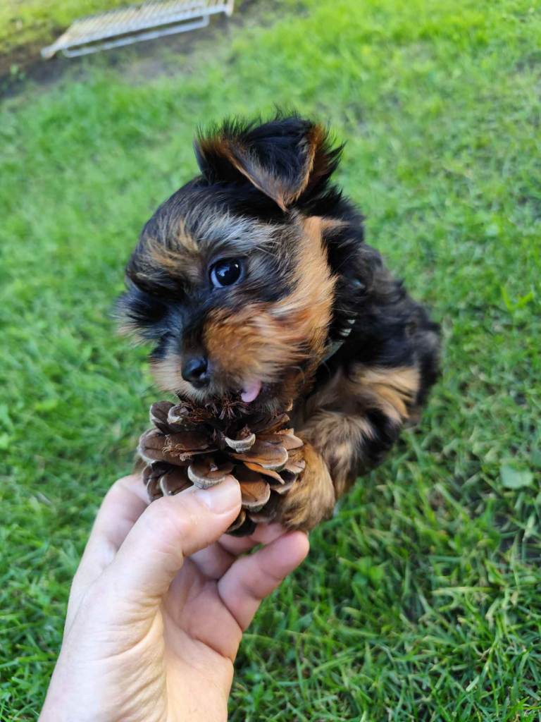 Yorkshire Terrier Bakałarzewo - zdjęcie 3