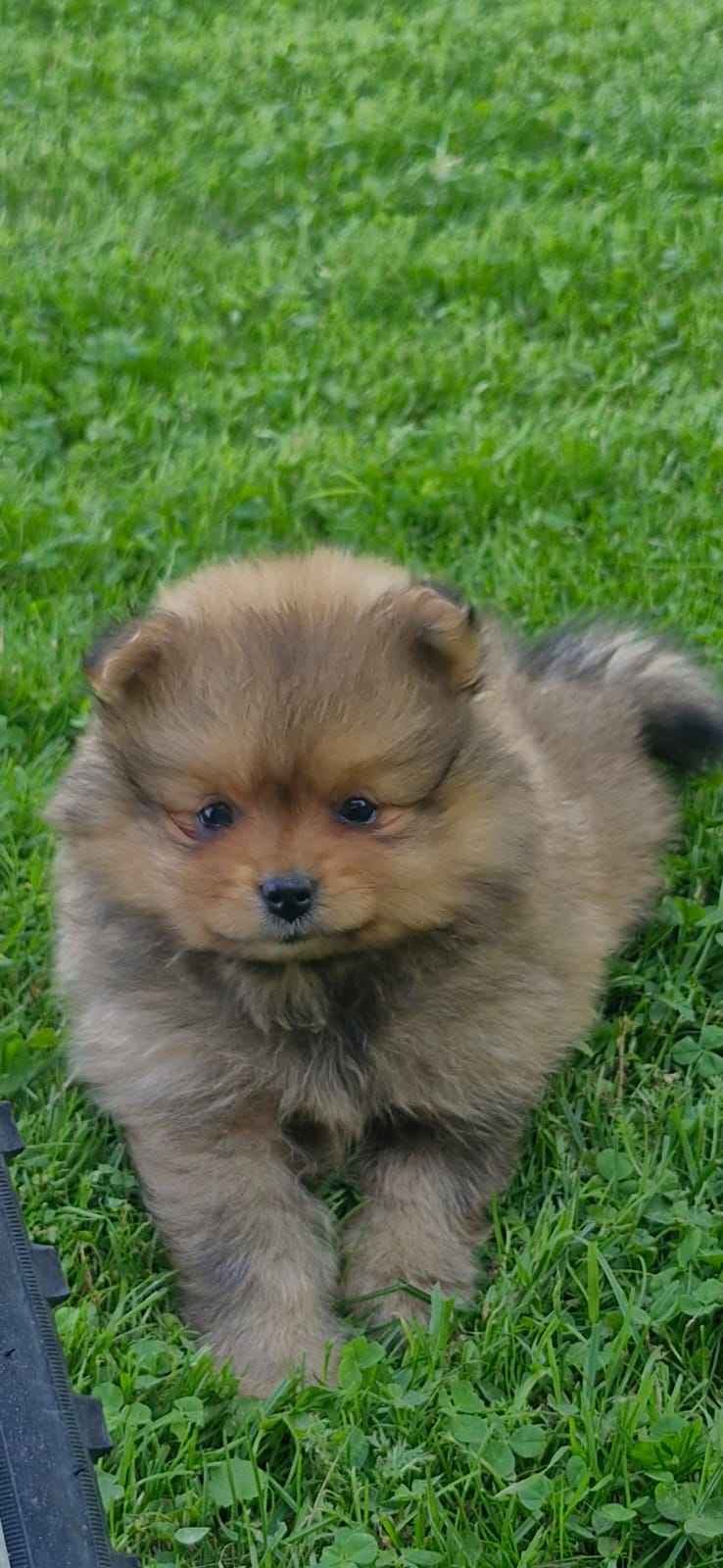 Szpic miniaturowy, pomeranian Bochnia - zdjęcie 1