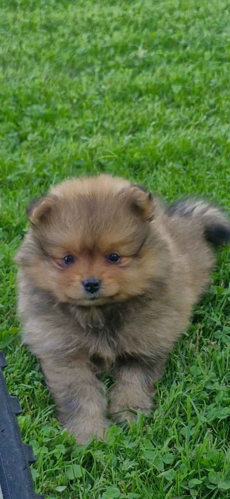 Szpic miniaturowy, pomeranian Bochnia - zdjęcie 1