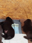 Szczeniaki labrador retriever czekoladowe rodiwodowe Oborniki Śląskie - zdjęcie 2