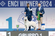 Biały Owczarek Szwajcarski