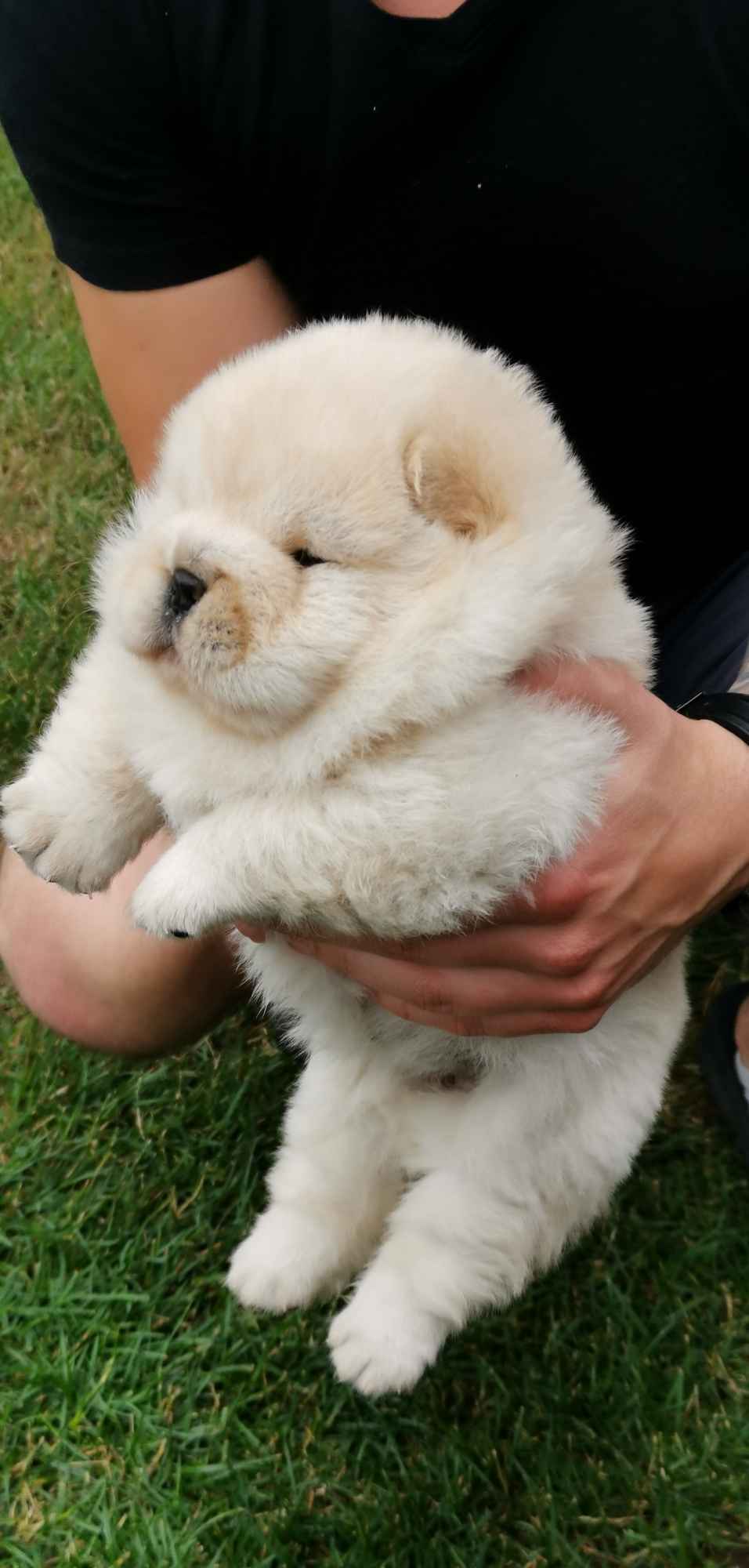 Chow chow piesek Ostrów Wielkopolski - zdjęcie 1