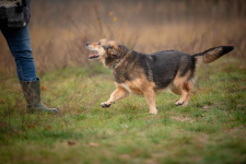 Figa - suczka w typie corgi, wesoła Olsztyn - zdjęcie 3