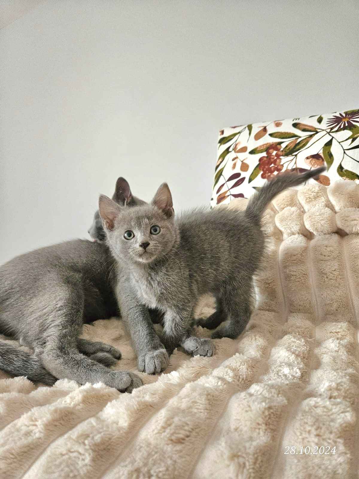 Rosyjski niebieski - kotka, kot Mińsk Mazowiecki - zdjęcie 1